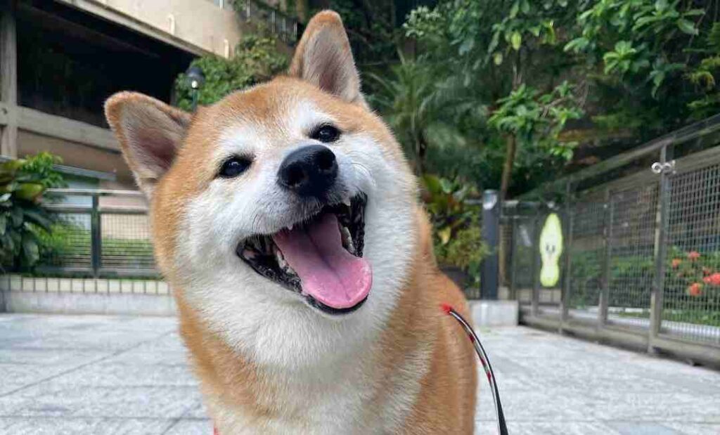 Cheems The Shiba Inu Dog