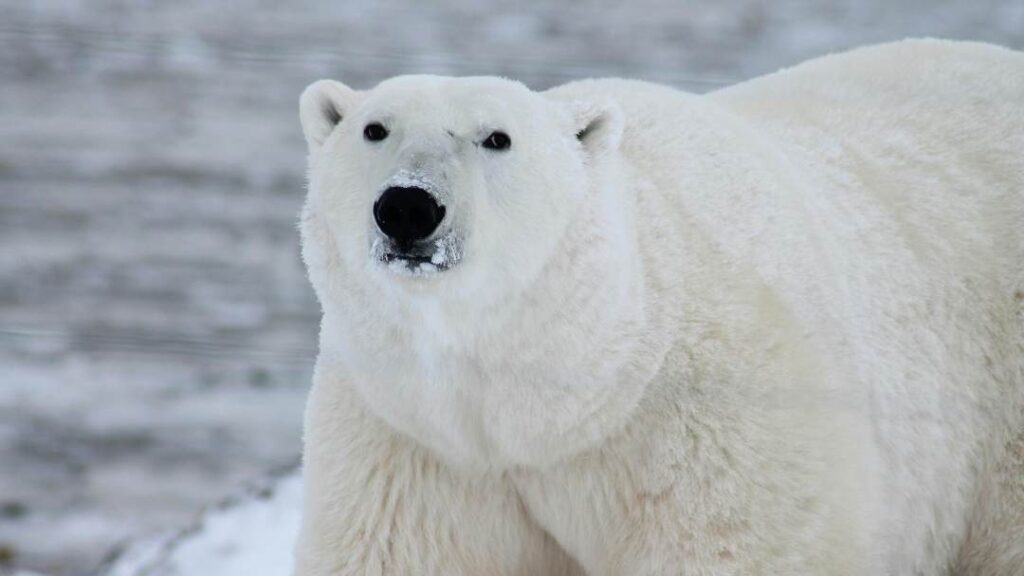 Polar Bear